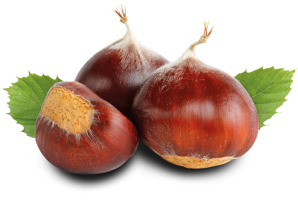 CASTAGNE