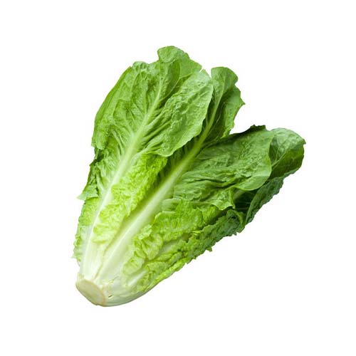 Lattuga