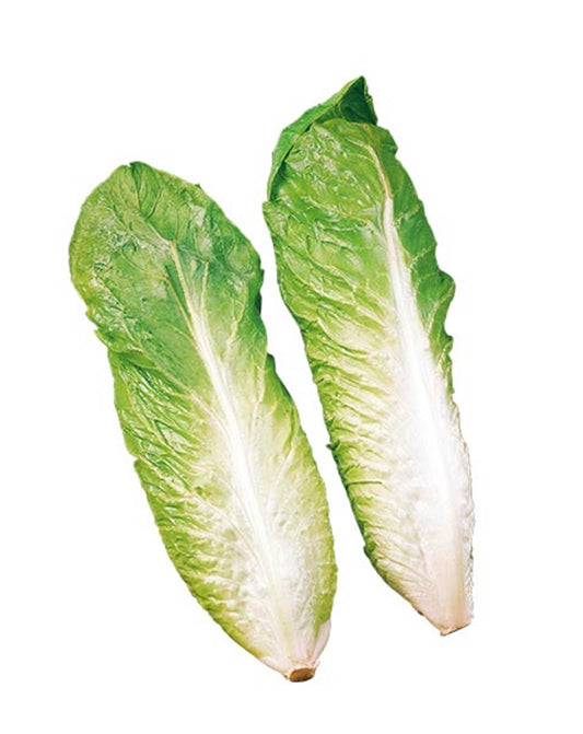 Radicchio Milano