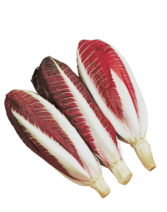 Radicchio Treviso