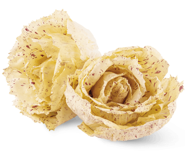 Radicchio variegato