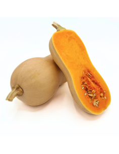 Zucca